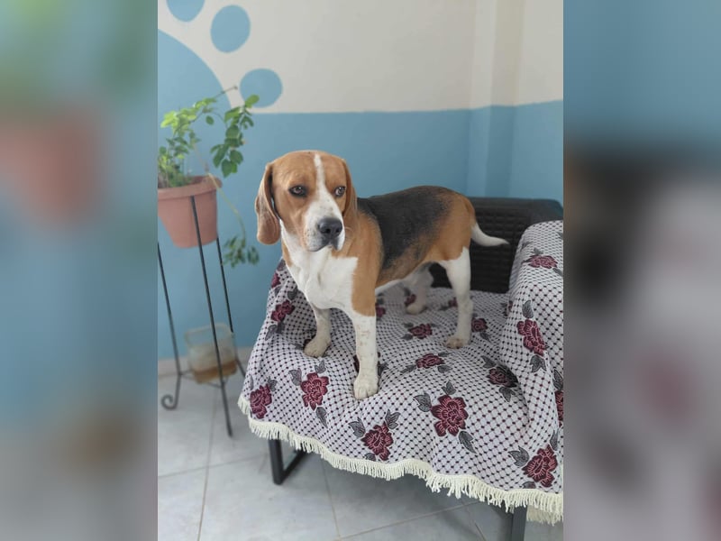 Sniffers - sucht zweite Chance Sniffers - sucht zweite Chance