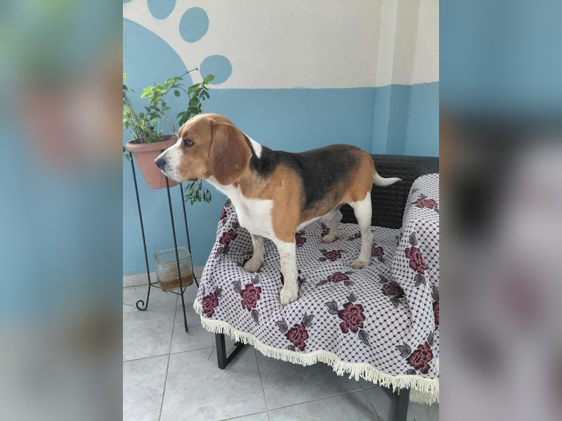 Sniffers - sucht zweite Chance Sniffers - sucht zweite Chance