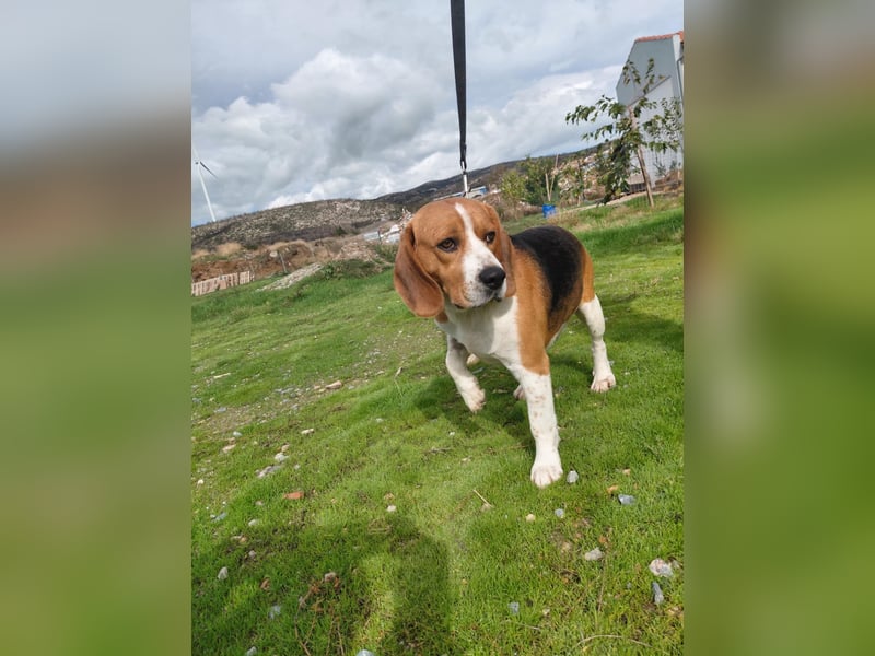 Sniffers - sucht zweite Chance Sniffers - sucht zweite Chance