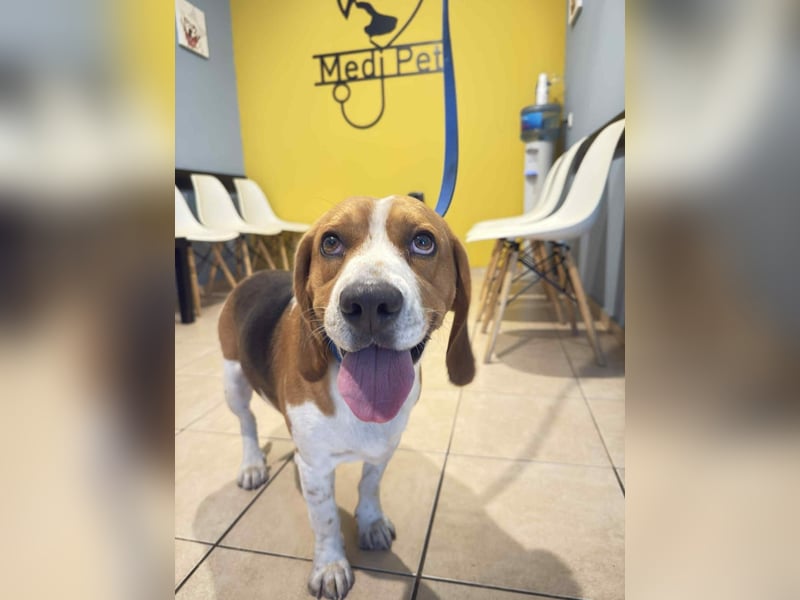 Sniffers - sucht zweite Chance Sniffers - sucht zweite Chance