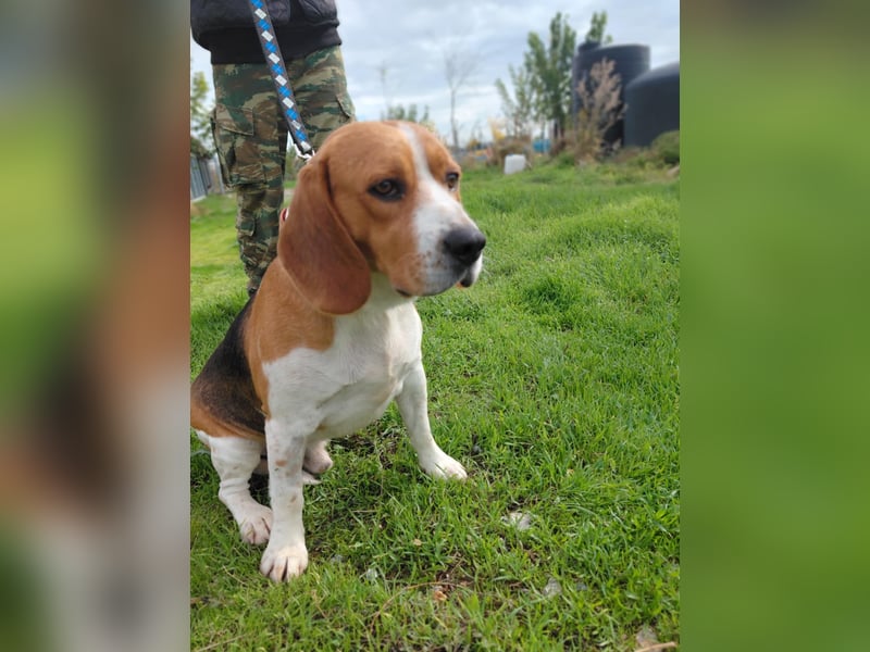 Sniffers - sucht zweite Chance Sniffers - sucht zweite Chance