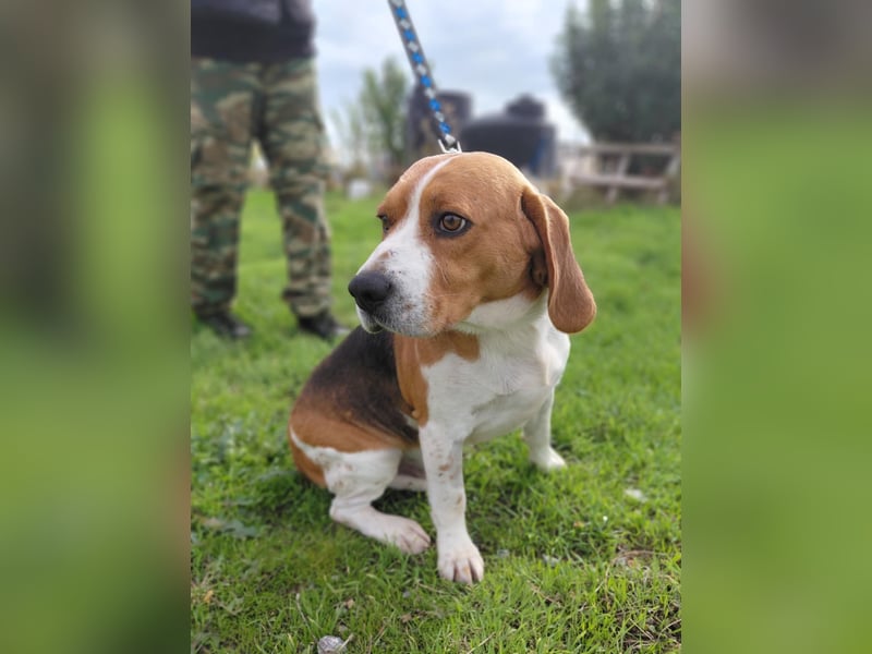 Sniffers - sucht zweite Chance Sniffers - sucht zweite Chance