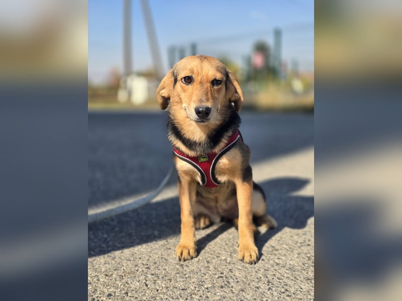 Divna, Beaglemädchen auf der Suche nach Liebe