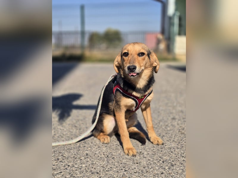 Divna, Beaglemädchen auf der Suche nach Liebe