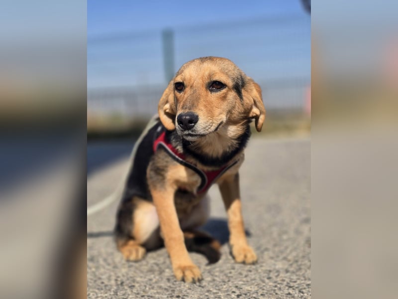 Divna, Beaglemädchen auf der Suche nach Liebe
