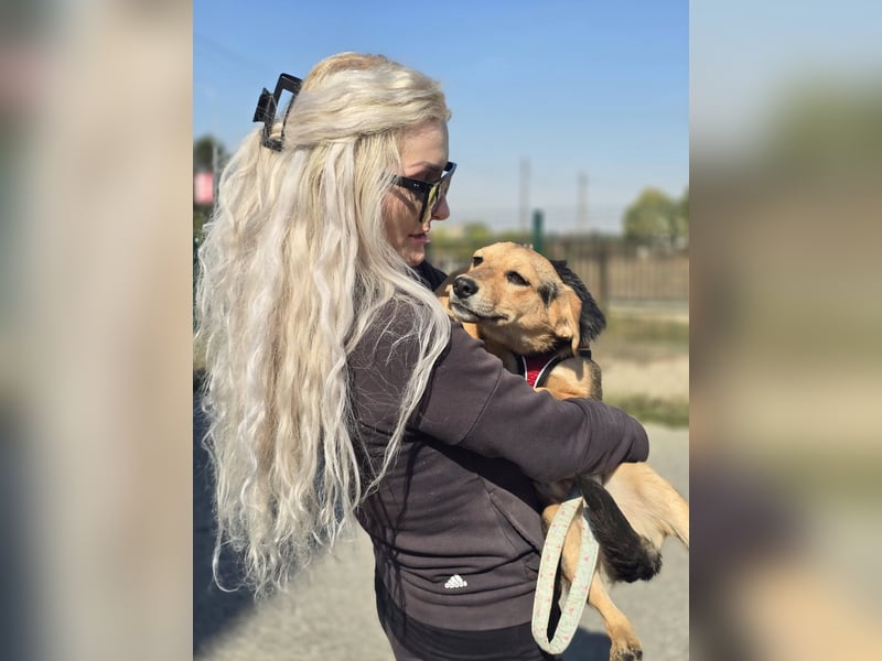 Divna, Beaglemädchen auf der Suche nach Liebe
