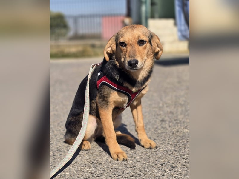 Divna, Beaglemädchen auf der Suche nach Liebe