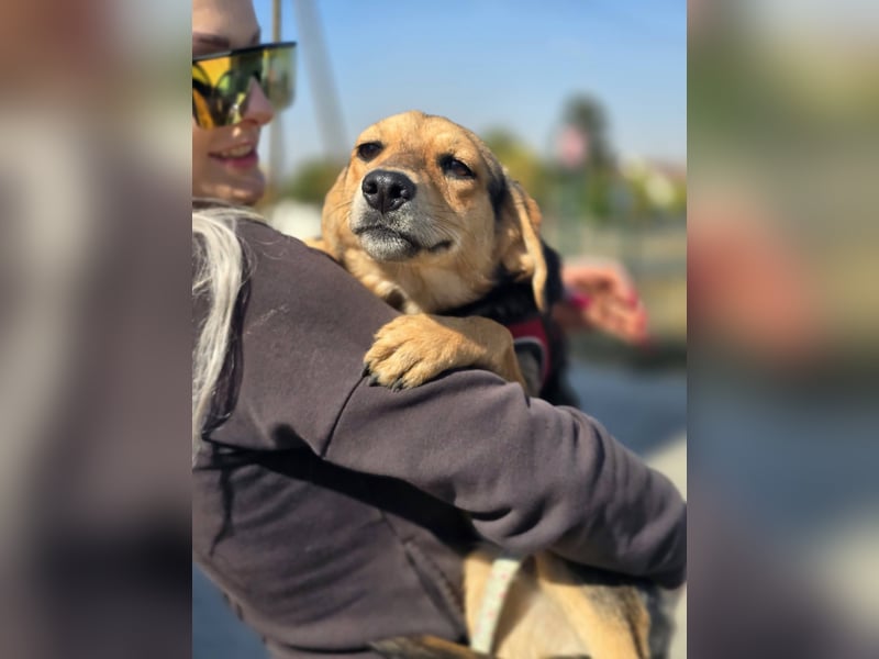 Divna, Beaglemädchen auf der Suche nach Liebe