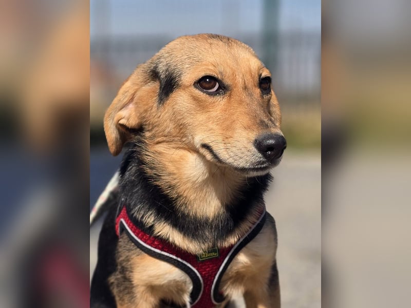 Divna, Beaglemädchen auf der Suche nach Liebe