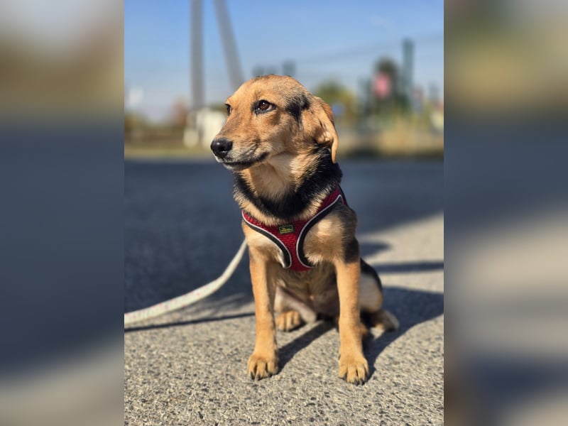 Divna, Beaglemädchen auf der Suche nach Liebe
