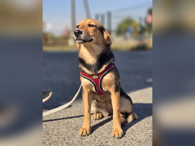 Divna, Beaglemädchen auf der Suche nach Liebe