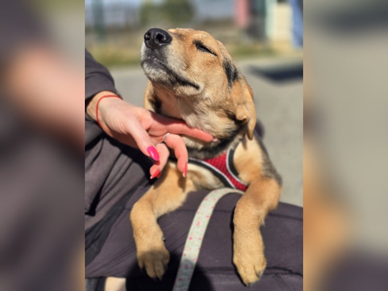 Divna, Beaglemädchen auf der Suche nach Liebe