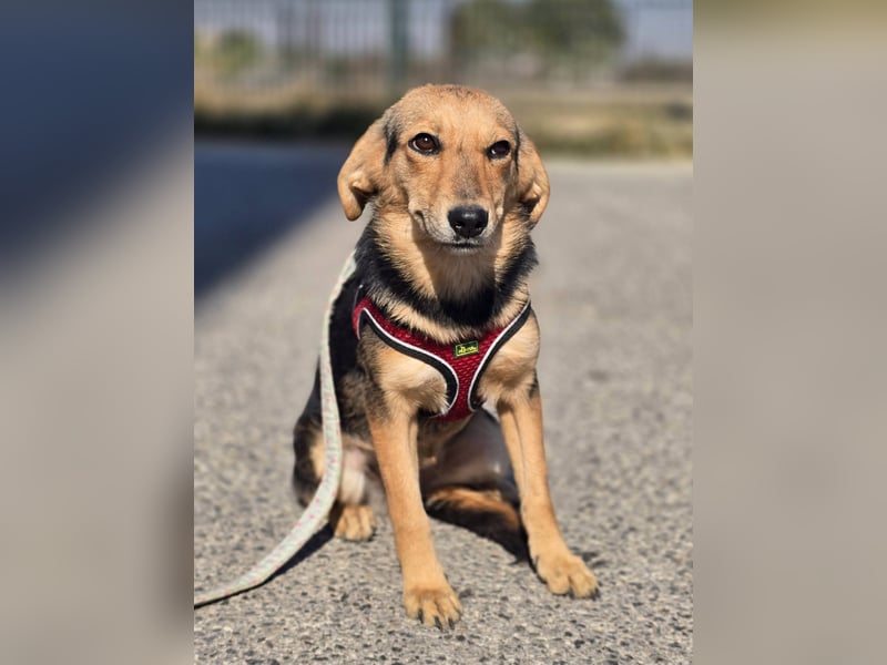 Divna, Beaglemädchen auf der Suche nach Liebe