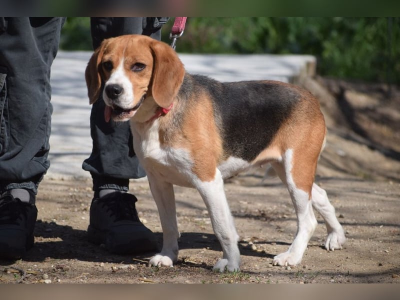 Bailey - bezaubernde Beagle Hündin, lieb & verschmust