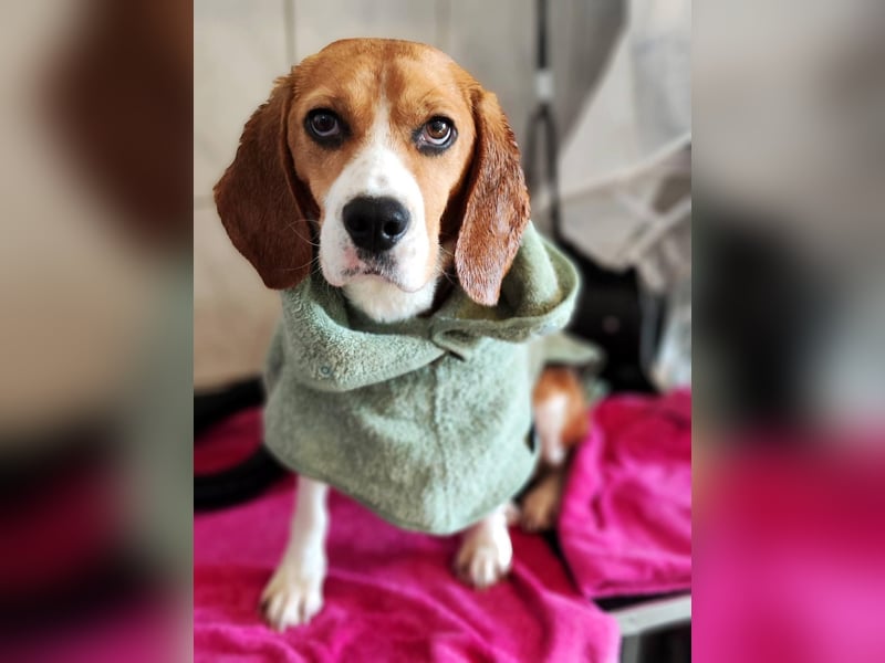 Bailey - bezaubernde Beagle Hündin, lieb & verschmust