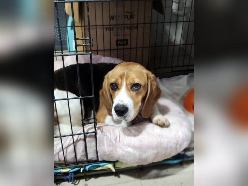 Bailey - bezaubernde Beagle Hündin, lieb & verschmust