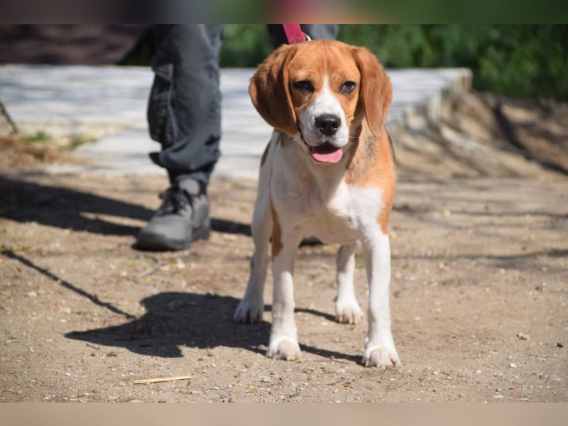 Bailey - bezaubernde Beagle Hündin, lieb & verschmust