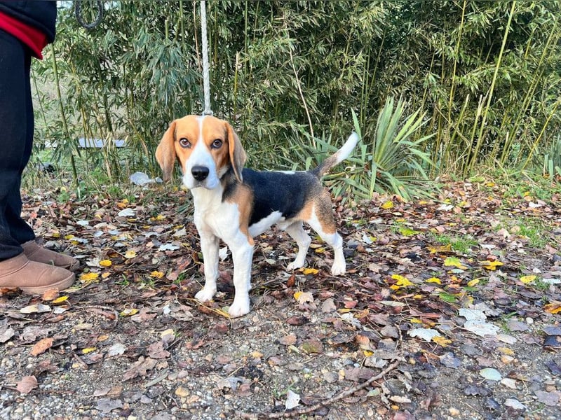 Basti - ruhig & ausgeglichen, freundlich & verschmust