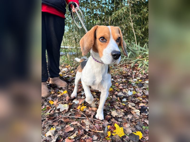 Basti - ruhig & ausgeglichen, freundlich & verschmust