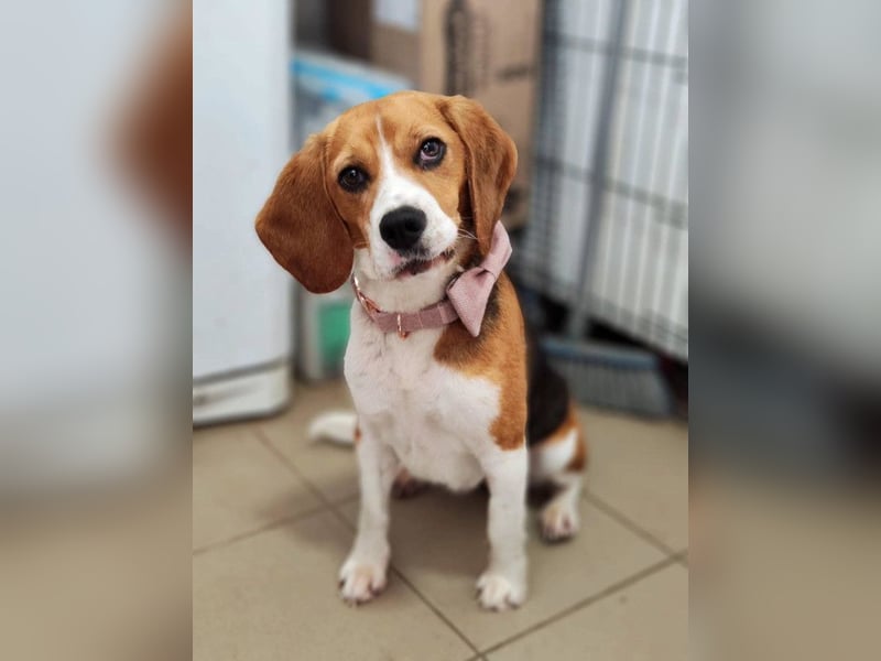 Bailey - bezaubernde Beagle Hündin, lieb & verschmust