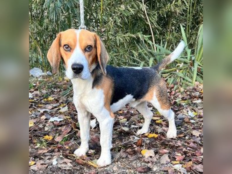 Basti - ruhig & ausgeglichen, freundlich & verschmust