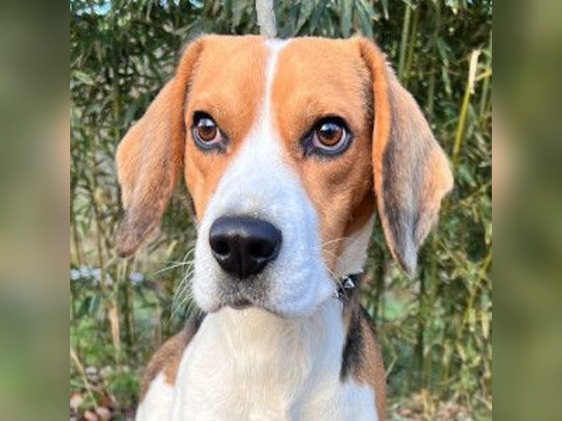 Basti - ruhig & ausgeglichen, freundlich & verschmust