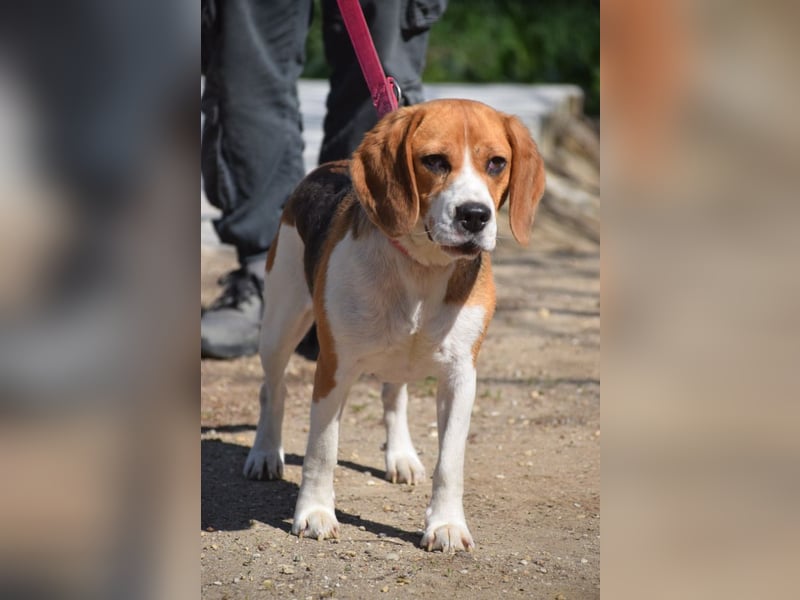 Bailey - bezaubernde Beagle Hündin, lieb & verschmust