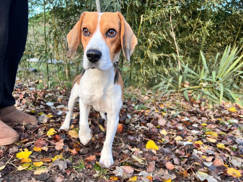 Basti - ruhig & ausgeglichen, freundlich & verschmust