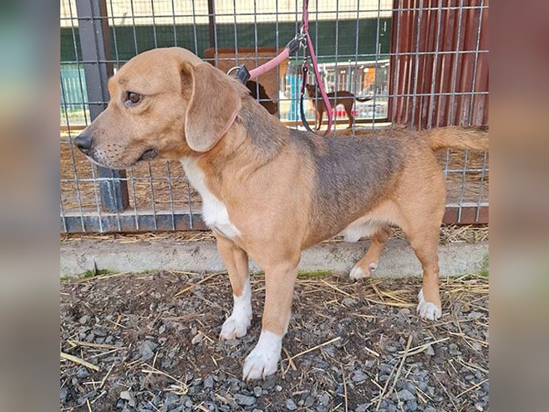 ❤️❤️❤️ liebenswerter Beagle-Bub VANDOR - 5,5 Jahre, 44cm/14kg - Beagle-Mix