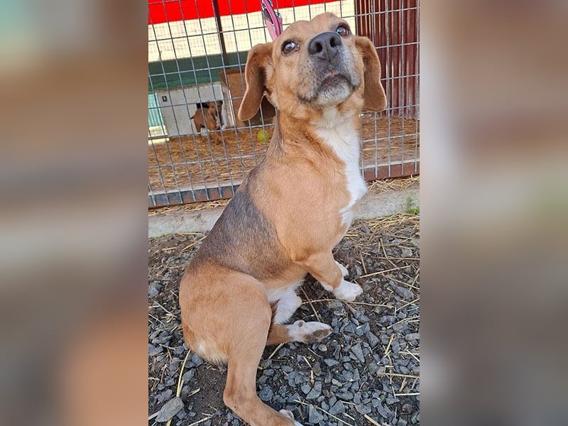 ❤️❤️❤️ liebenswerter Beagle-Bub VANDOR - 5,5 Jahre, 44cm/14kg - Beagle-Mix