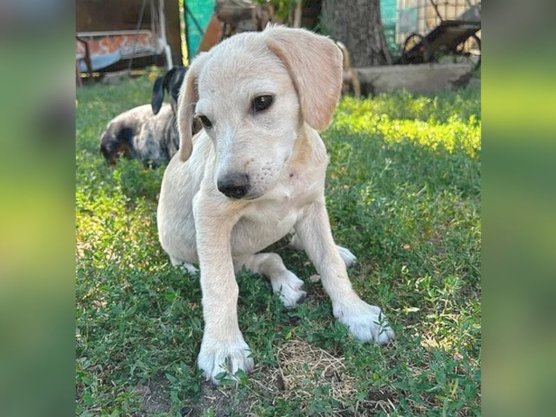 BAMBI - zum Verlieben - 5 Monate, sp. 44-48m - kl. Beagle-Labrador-Mix