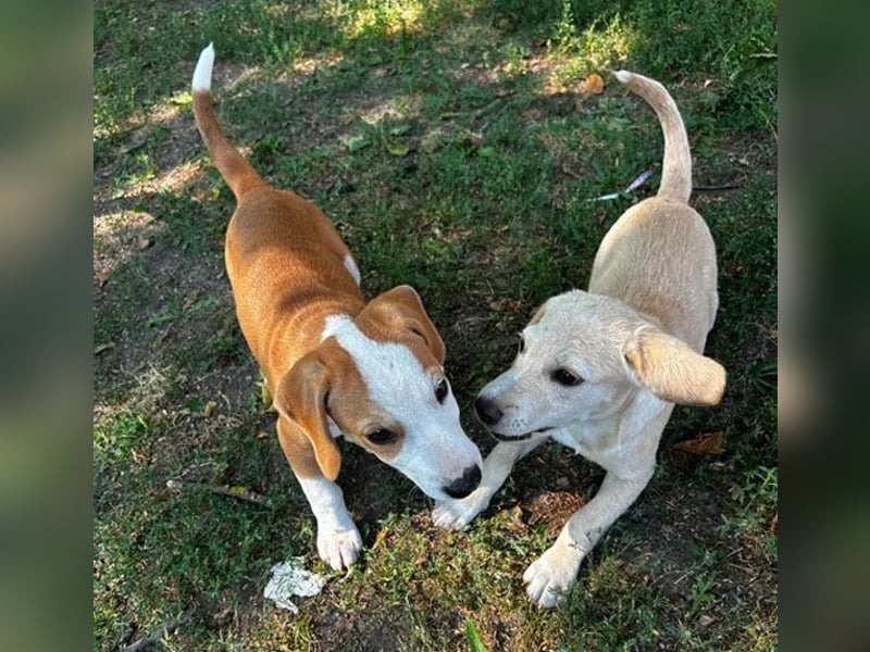 TOBY - Engel auf 4 Pfoten - 5 Monate, sp. 47/50cm - Beagle-Labrador-Mix