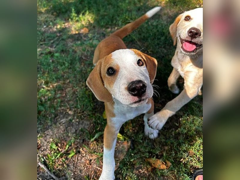 TOBY - Engel auf 4 Pfoten - 5 Monate, sp. 47/50cm - Beagle-Labrador-Mix