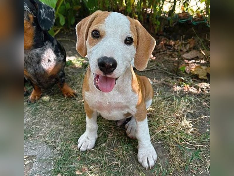 TOBY - Engel auf 4 Pfoten - 5 Monate, sp. 47/50cm - Beagle-Labrador-Mix
