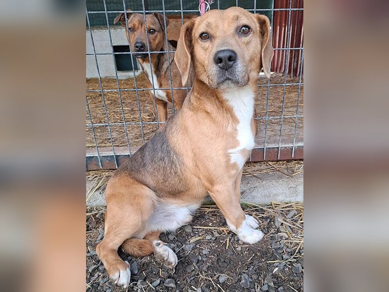 ❤️❤️❤️ liebenswerter Beagle-Bub VANDOR - 5,5 Jahre, 44cm/14kg - Beagle-Mix