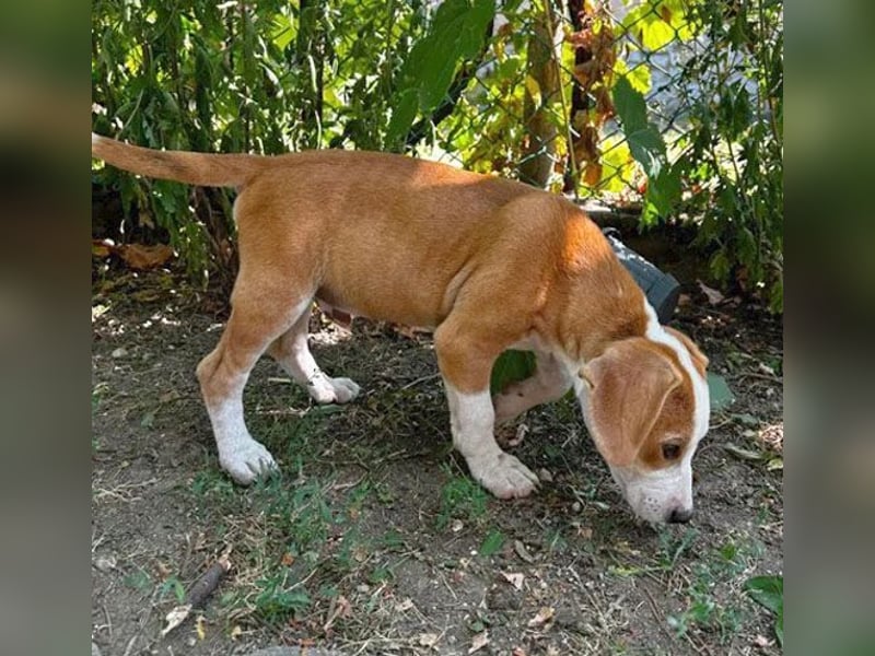 TOBY - Engel auf 4 Pfoten - 5 Monate, sp. 47/50cm - Beagle-Labrador-Mix