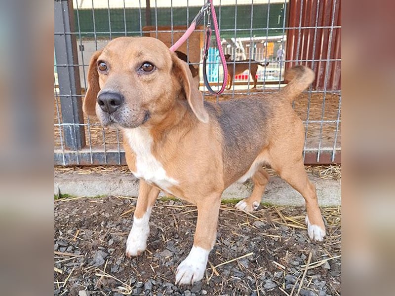 ❤️❤️❤️ liebenswerter Beagle-Bub VANDOR - 5,5 Jahre, 44cm/14kg - Beagle-Mix