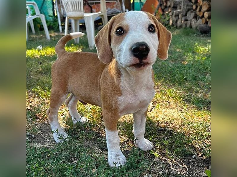 TOBY - Engel auf 4 Pfoten - 5 Monate, sp. 47/50cm - Beagle-Labrador-Mix