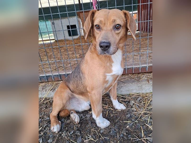 ❤️❤️❤️ liebenswerter Beagle-Bub VANDOR - 5,5 Jahre, 44cm/14kg - Beagle-Mix