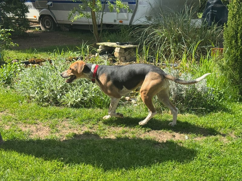 Lola, sucht aktive Menschen