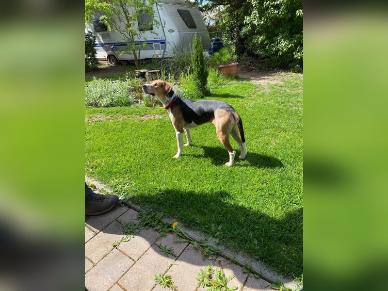 Lola, sucht aktive Menschen