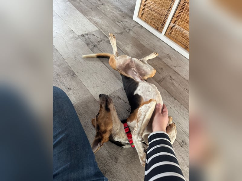 Lola, sucht ihr eigenes Körbchen