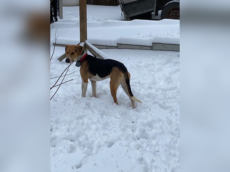 Lola, sucht ihr eigenes Körbchen