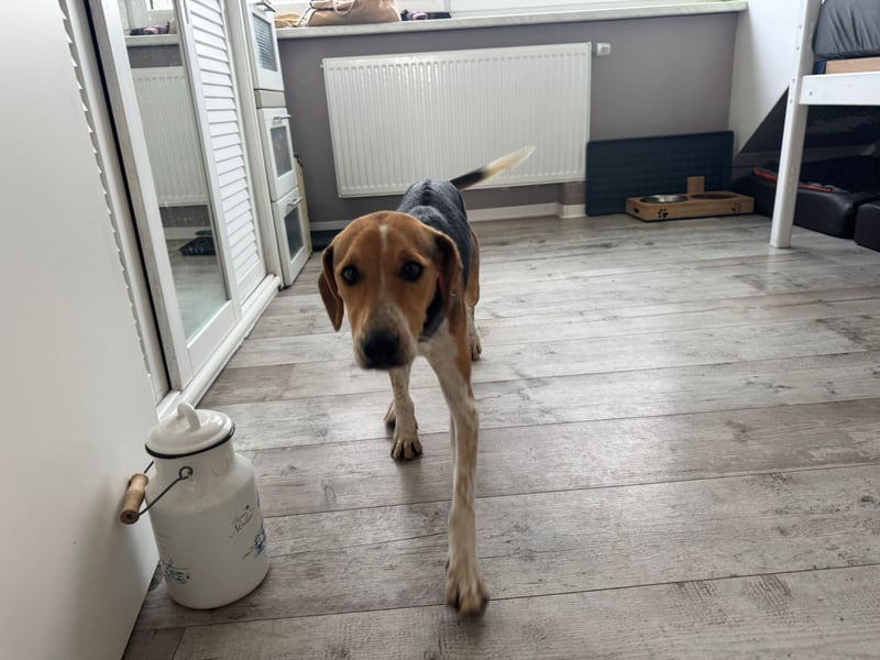 Lola, sucht ihr eigenes Körbchen