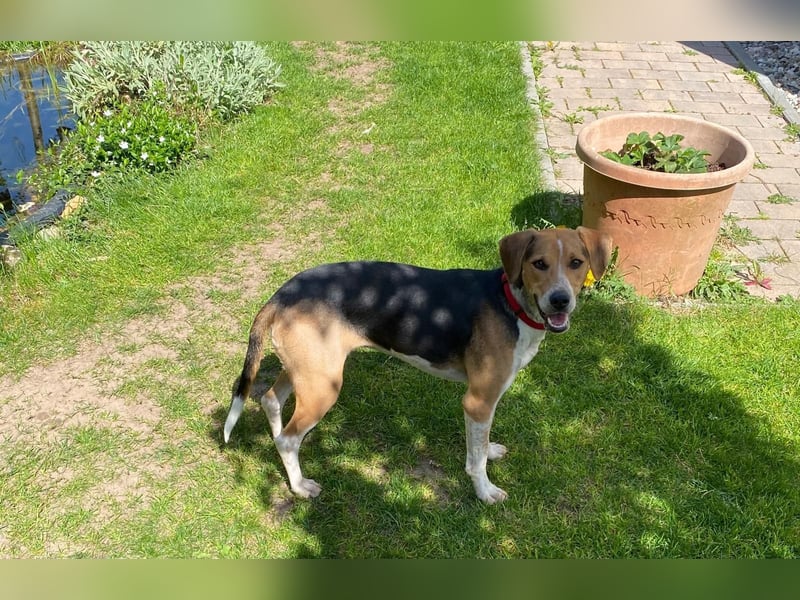 Lola, sucht aktive Menschen