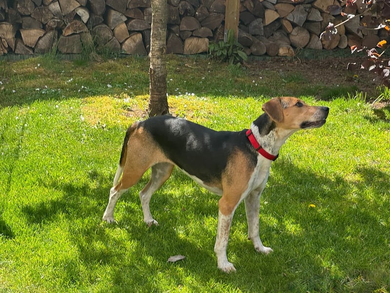 Lola, sucht aktive Menschen