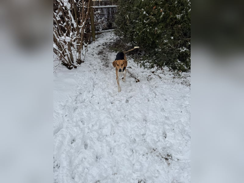 Lola, sucht ihr eigenes Körbchen