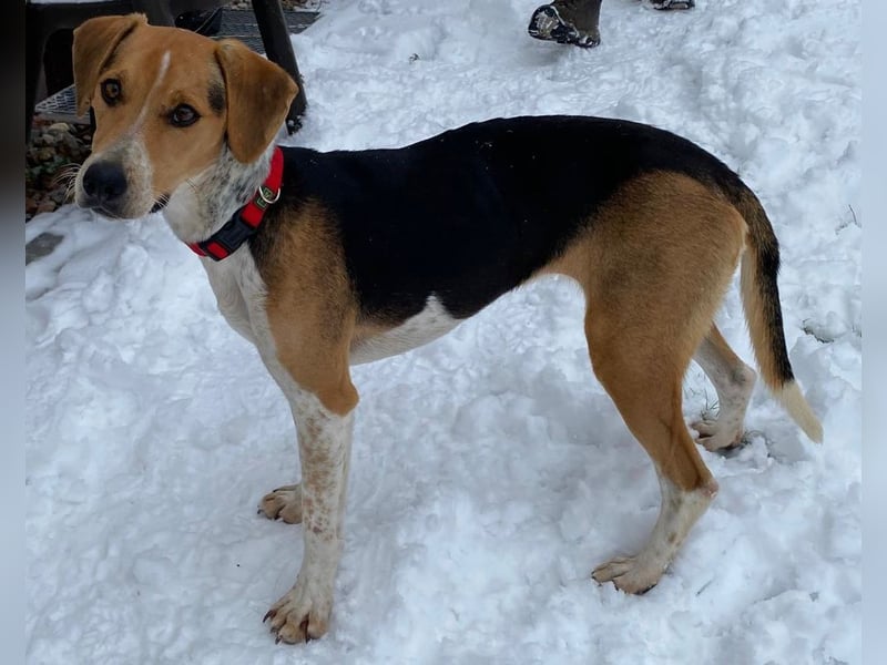 Lola, sucht ihr eigenes Körbchen