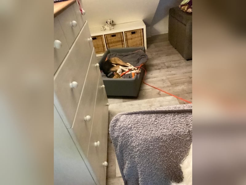 Lola, sucht ihr eigenes Körbchen