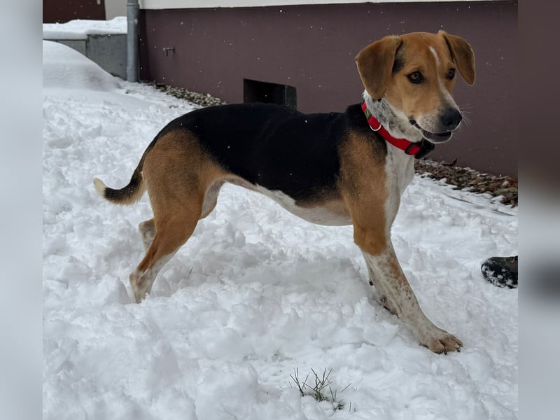 Lola, sucht ihr eigenes Körbchen